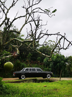 COSTA-RICA-APPLE-TREE.-MERCEDES-300D-LIMOUSINE-SERVICE.jpg